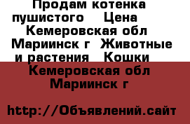 Продам котенка (пушистого) › Цена ­ 50 - Кемеровская обл., Мариинск г. Животные и растения » Кошки   . Кемеровская обл.,Мариинск г.